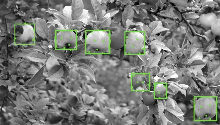 Agricultural AI Process